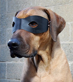 If only we could be bandito dogs